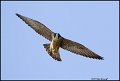 _1SB5986 peregrine falcon